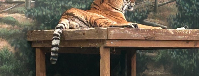 Big Cat Country is one of The 15 Best Zoos in Milwaukee.