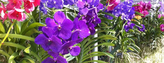 Bai Orchid & Butterfly is one of A Whirlwind Tour of Chiang Mai.