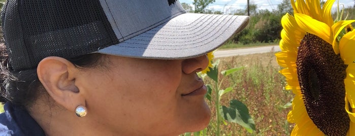 Sunflower Field is one of Lugares favoritos de Robin.