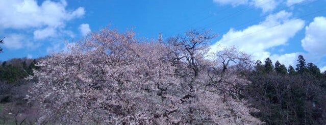 Ishibe cherry tree is one of 福島.