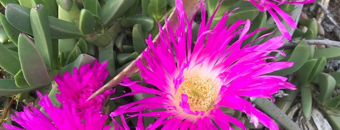 UCR Botanical Gardens is one of 10 different places to see as a UCR Student!.