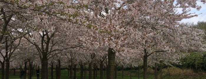 Kersenbloesempark is one of Amsterdam to do.