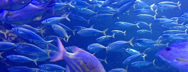 Kyoto Aquarium is one of 水族館（らしきものも含む）.