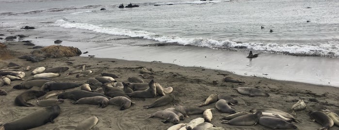 Piedras Blancas Elephant Seal Rookery is one of Felixさんのお気に入りスポット.