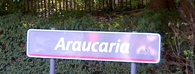 Araucaria (MIVB) is one of Belgium / Brussels / Tram / Line 3.