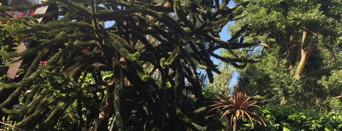 The Monkey Puzzle is one of London.