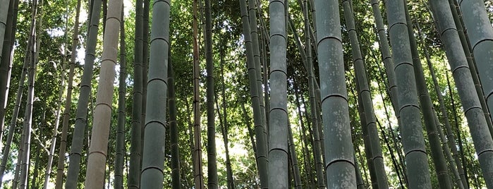竹林の小径 is one of Japan.