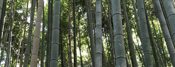 Arashiyama Bamboo Grove is one of Osaka.