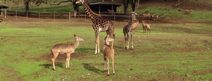 Safari West Wildlife Preserve & African Tent Camp is one of Samantha Brown’s Places to Love.