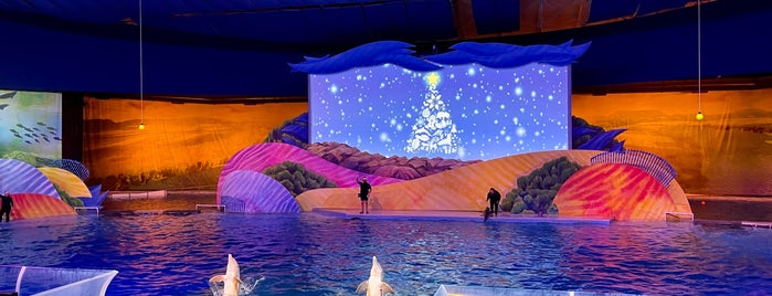 Dolphin Adventure Theater is one of Activities.