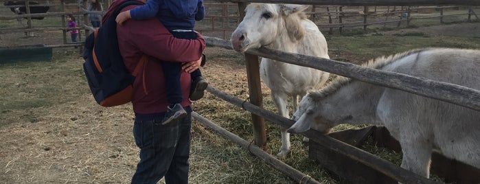 Granja educativa is one of All-time favorites in Chile.