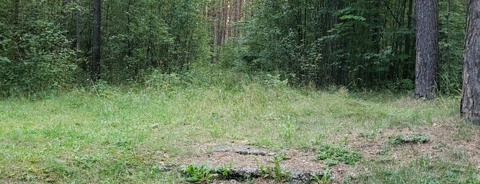 Степянский лес is one of Lieux qui ont plu à Stanisław.