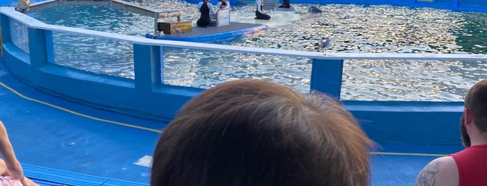 Killer Whale Show is one of Florida.