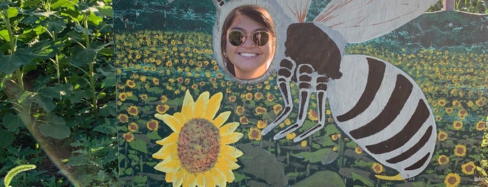 Sussex County Sunflower Maze is one of Cabin Adventures.