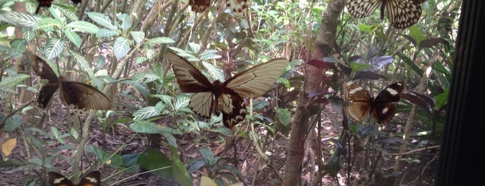 Butterfly Garden, Habitat Bohol is one of Edzelさんのお気に入りスポット.