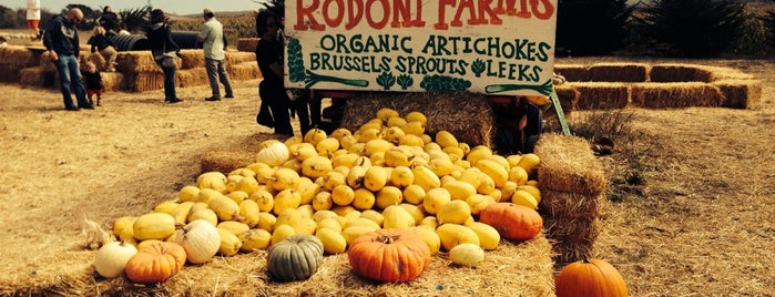Rodoni Farms Pumpkin Patch is one of Trip down Hwy 1.