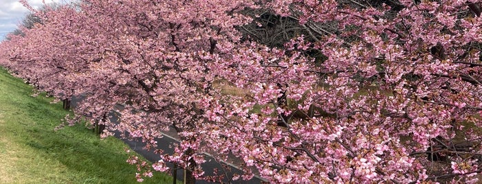 山崎公園 is one of 公園_埼玉県.