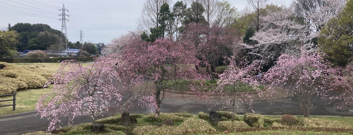 大宮花の丘農林公苑 is one of Saitama Central.