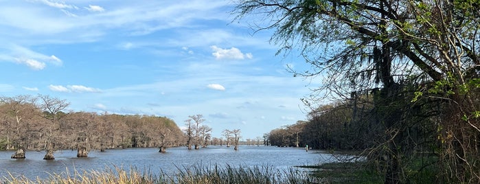 Big Cypress Bayou near Caddo Lake is one of Texas / USA.