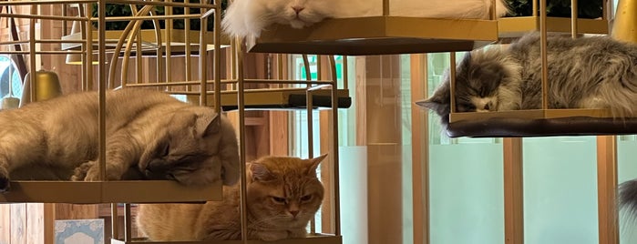 Cat Cafe MOCHA is one of Tokyo.