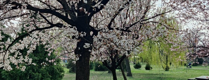 Narodna bašta is one of Pančevo.