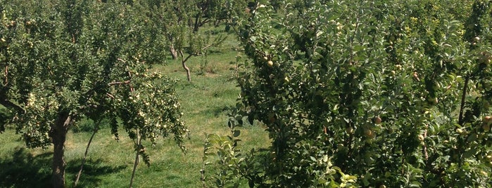 Mumcu's Apple Garden is one of Turkey.