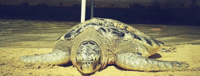 Turtle Island (Pulau Penyu) is one of Bali - Nusa Dua-TJ Benoa.