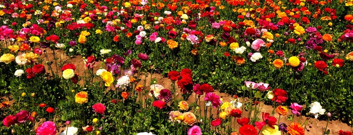 The Flower Fields is one of San Diego Favorites.
