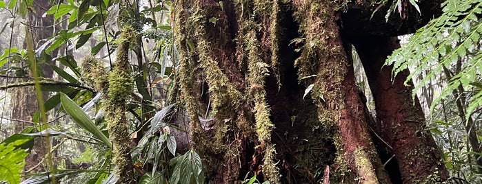 Reserva Bosque Nuboso Santa Elena is one of Costa Rica.