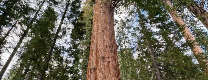 General Sherman Tree is one of California, Goleta - Summer 2018.