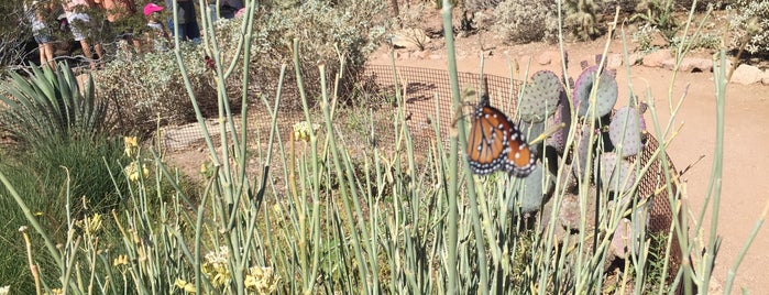 Desert Botanical Garden is one of สถานที่ที่ Laura G ถูกใจ.