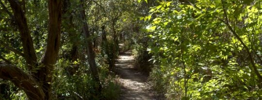 Barton Creek Greenbelt is one of Top 10 Running Trails in Austin, TX.