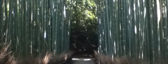 Arashiyama Bamboo Grove is one of Kyoto_Sanpo.