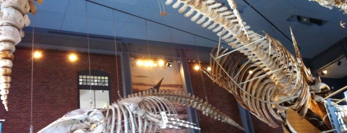 New Bedford Whaling Museum is one of Retirement Plan A.