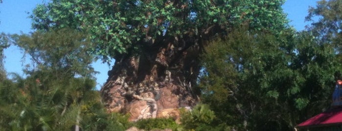 Disney's Animal Kingdom is one of Places I've been.