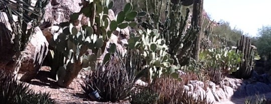 The Phoenician Resort Cactus Garden is one of Tempat yang Disukai Christopher.