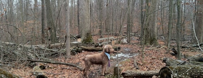 Highland State Recreation Area is one of Best Places to Walk Dogs near Commerce.