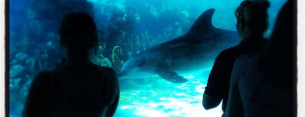 SeaWorld Orlando is one of Popular Spots in Florida.
