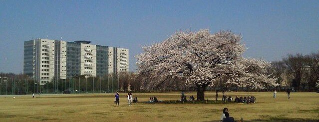 Musashino Chuo Park is one of 東京都立の公園・庭園.