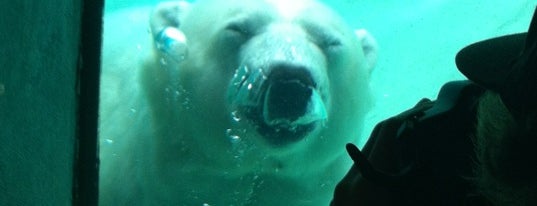 Polar Bear Exhibit is one of Lugares favoritos de Jeff.