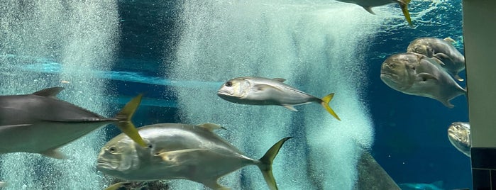 OdySea Aquarium is one of Summer 2022 To Do.