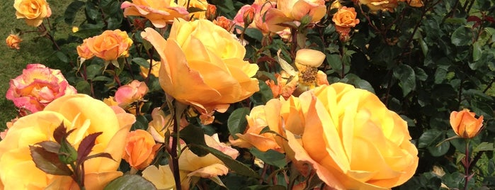 International Rose Test Garden is one of PORTLAND!.