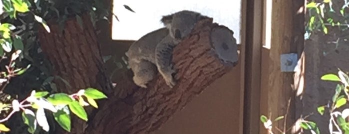 Koalas is one of Ryan : понравившиеся места.