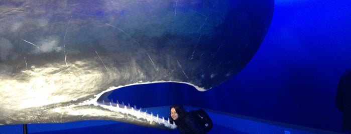 Whales of Iceland is one of Tempat yang Disukai Magaly.