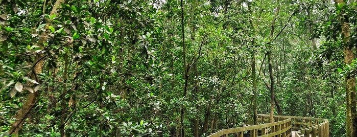 Pasir Ris Park - Pasir Ris Mangrove Swamp is one of Nature Parks (Singapore).