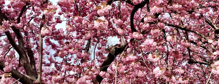 Central Park Cherry Blossoms is one of Locais salvos de Michael.
