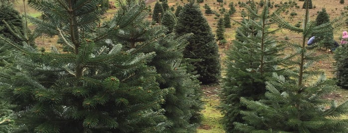 larsen's christmas tree farm is one of Lugares favoritos de Rosana.