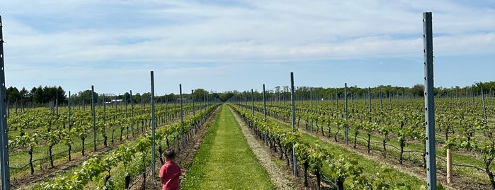 Osprey's Dominion Vineyard is one of Wine Long Island.
