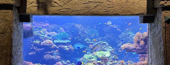 Long Island Aquarium & Exhibition Center (Atlantis Marine World) is one of * Spots *.