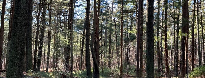 Prosser Pines County Park is one of Long Island.